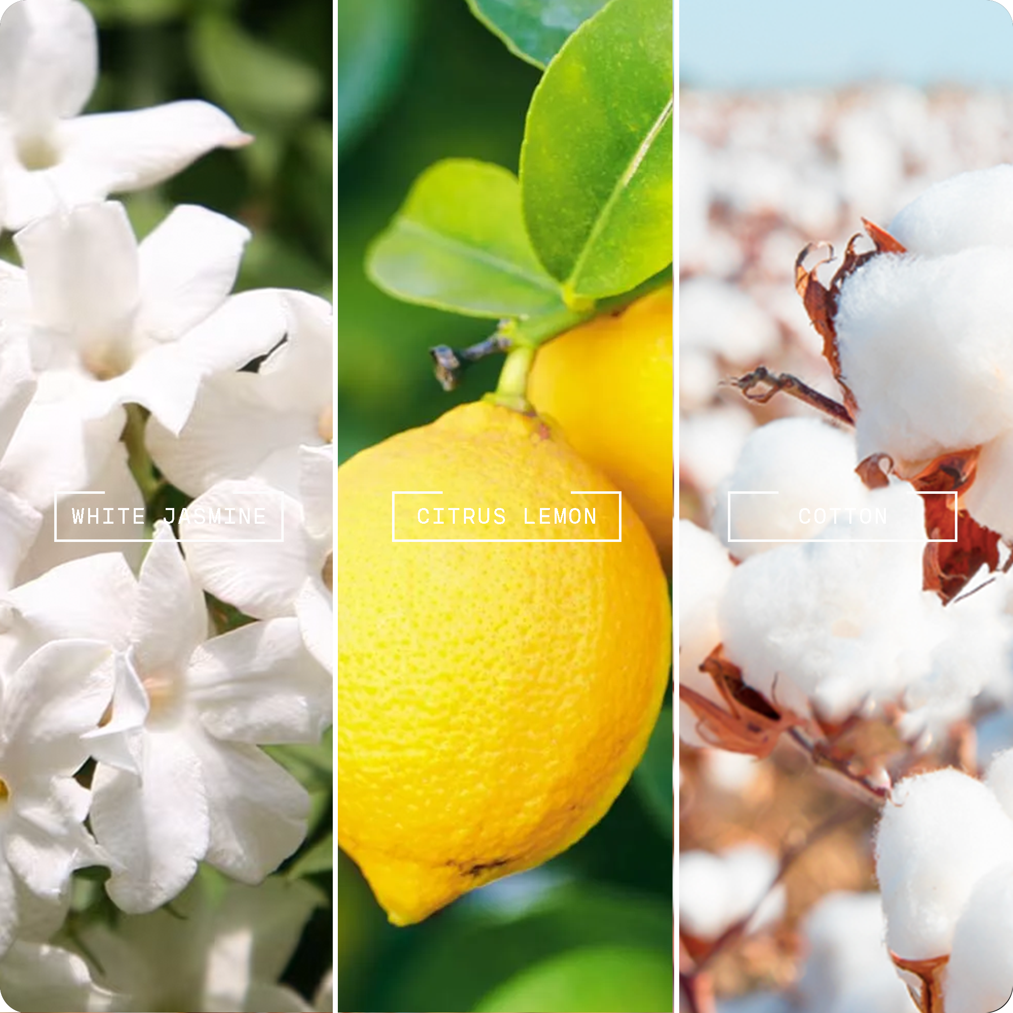 Linen Fresh Reed Diffuser