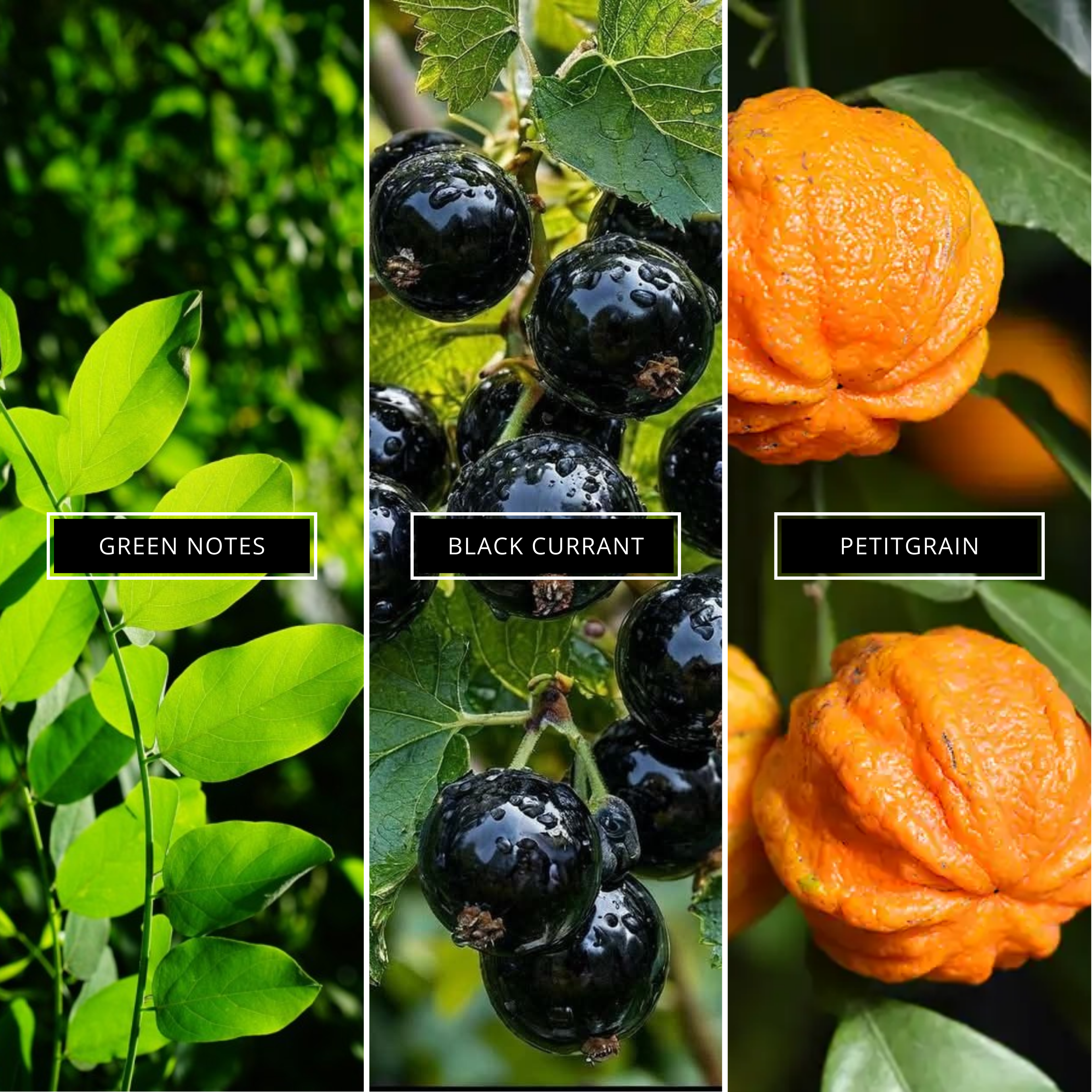 Nectarine Blossom & Honey