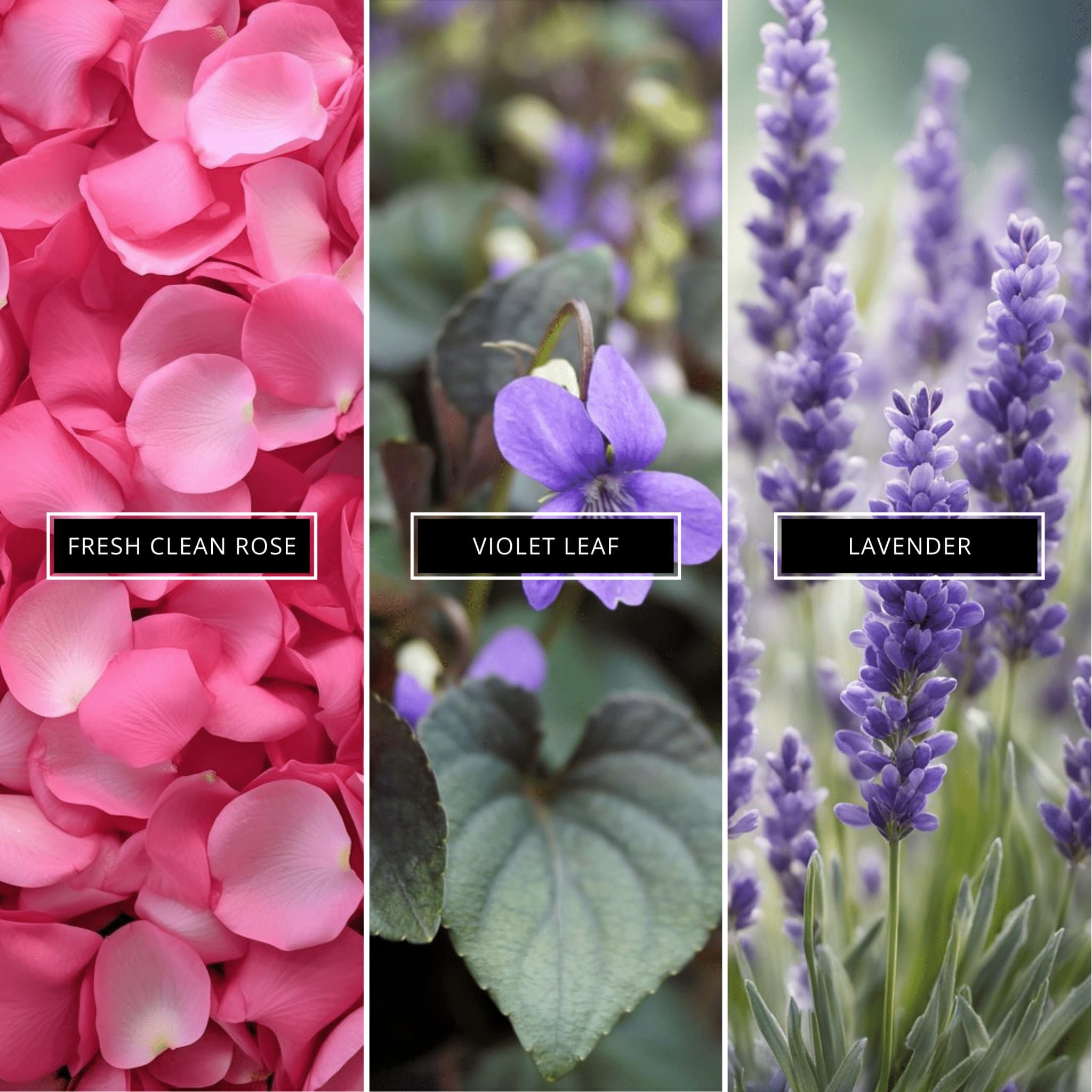 Baby Powder - Magnifiscent