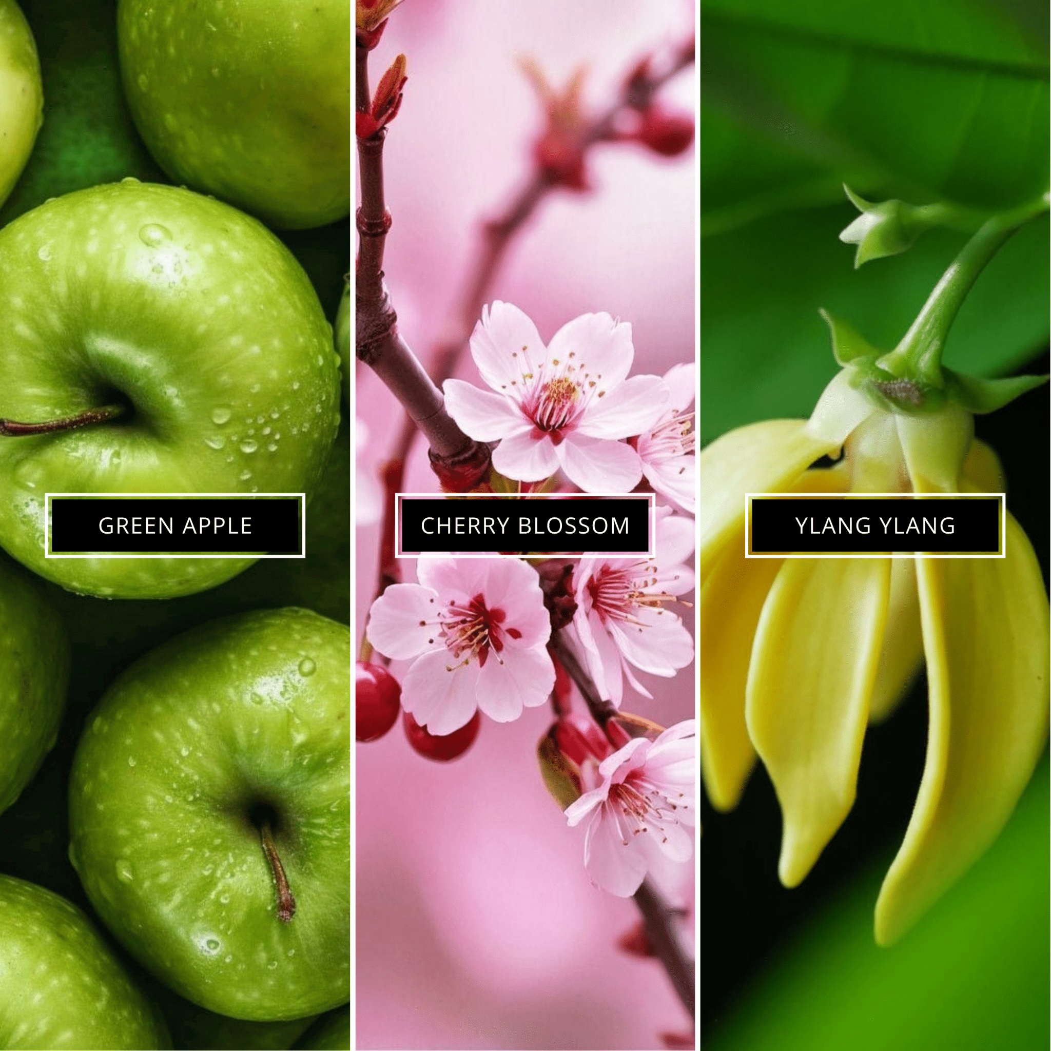 Cherry Blossom - Magnifiscent