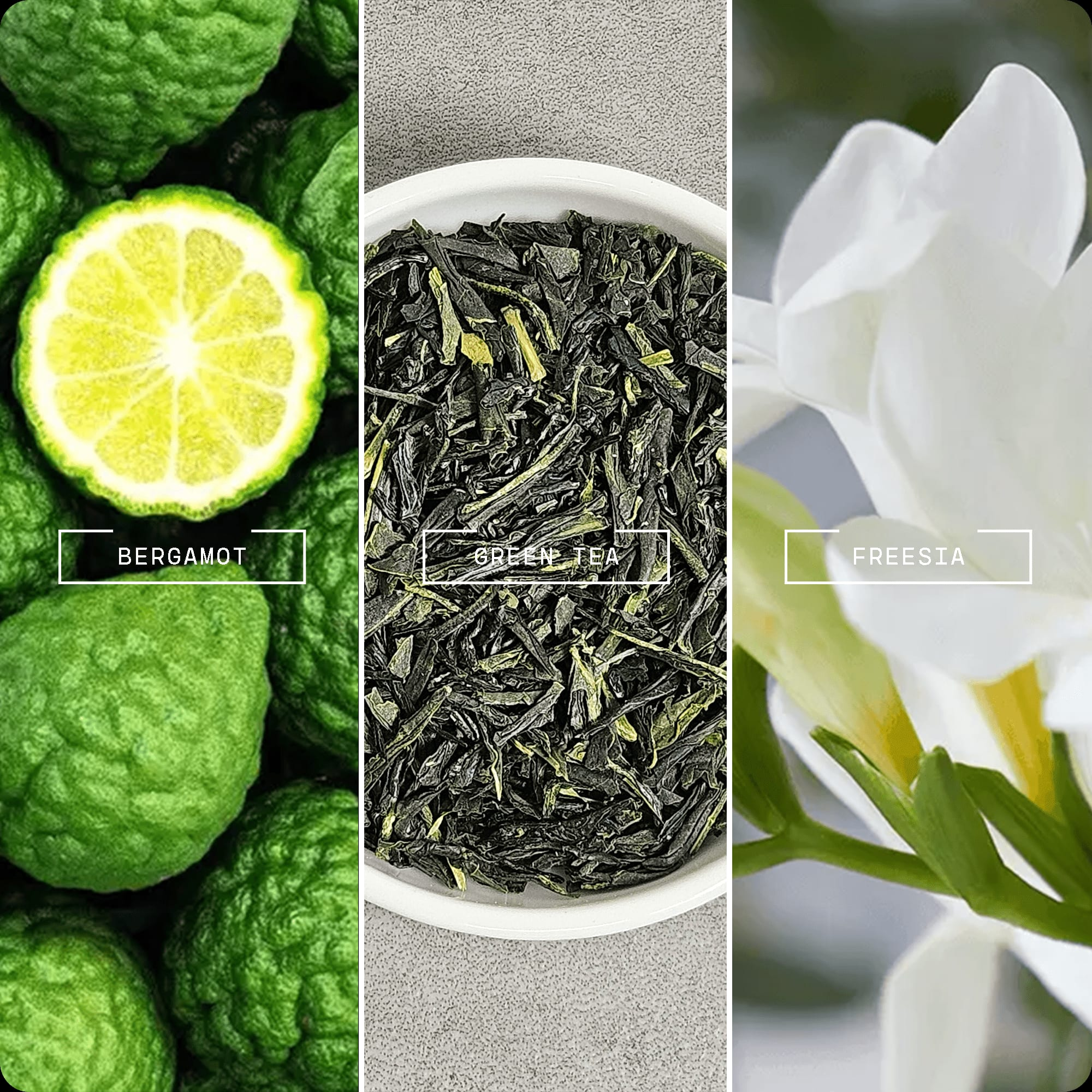 Elegant Retreat (20ml) - Magnifiscent