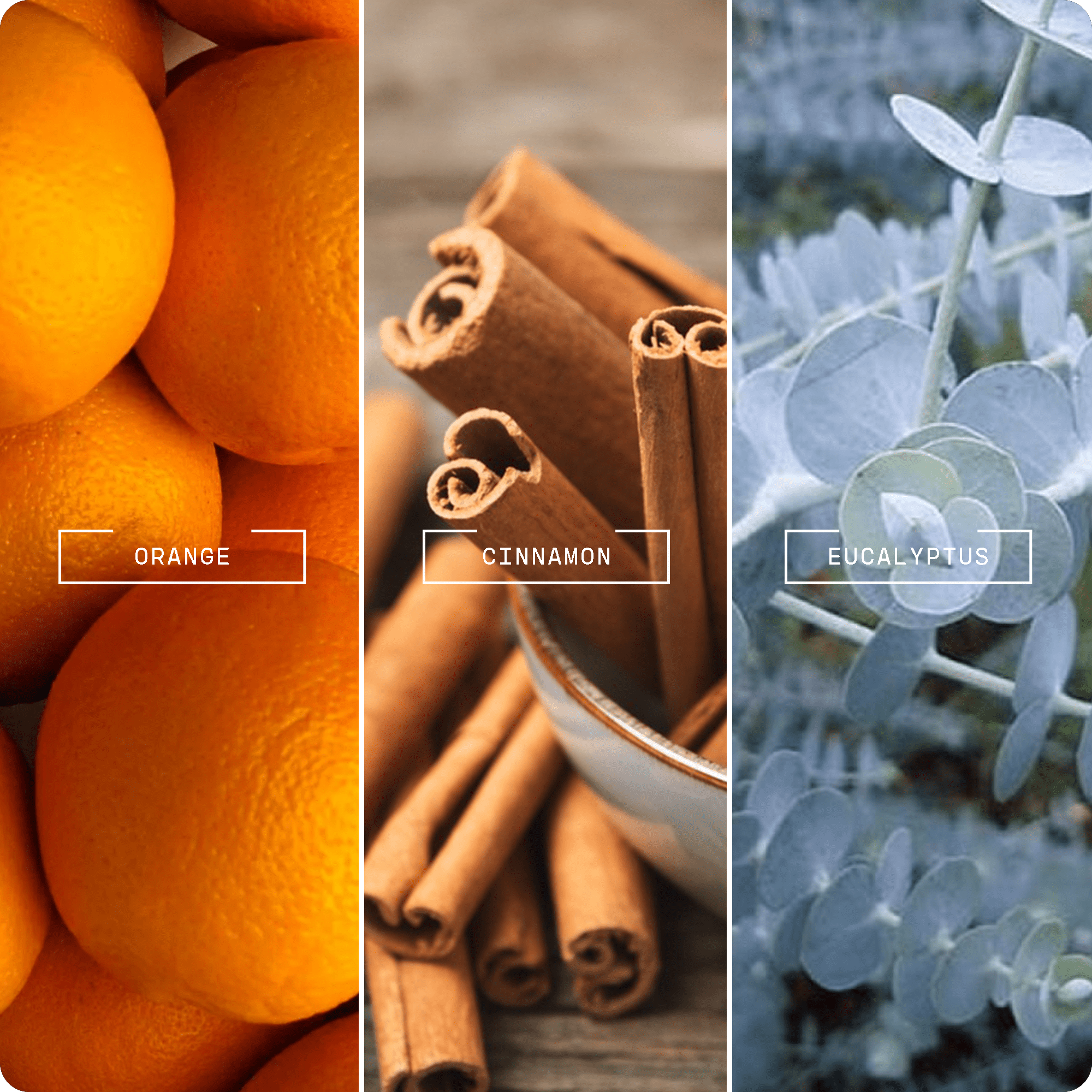 Immune Boost (20ml) - Magnifiscent