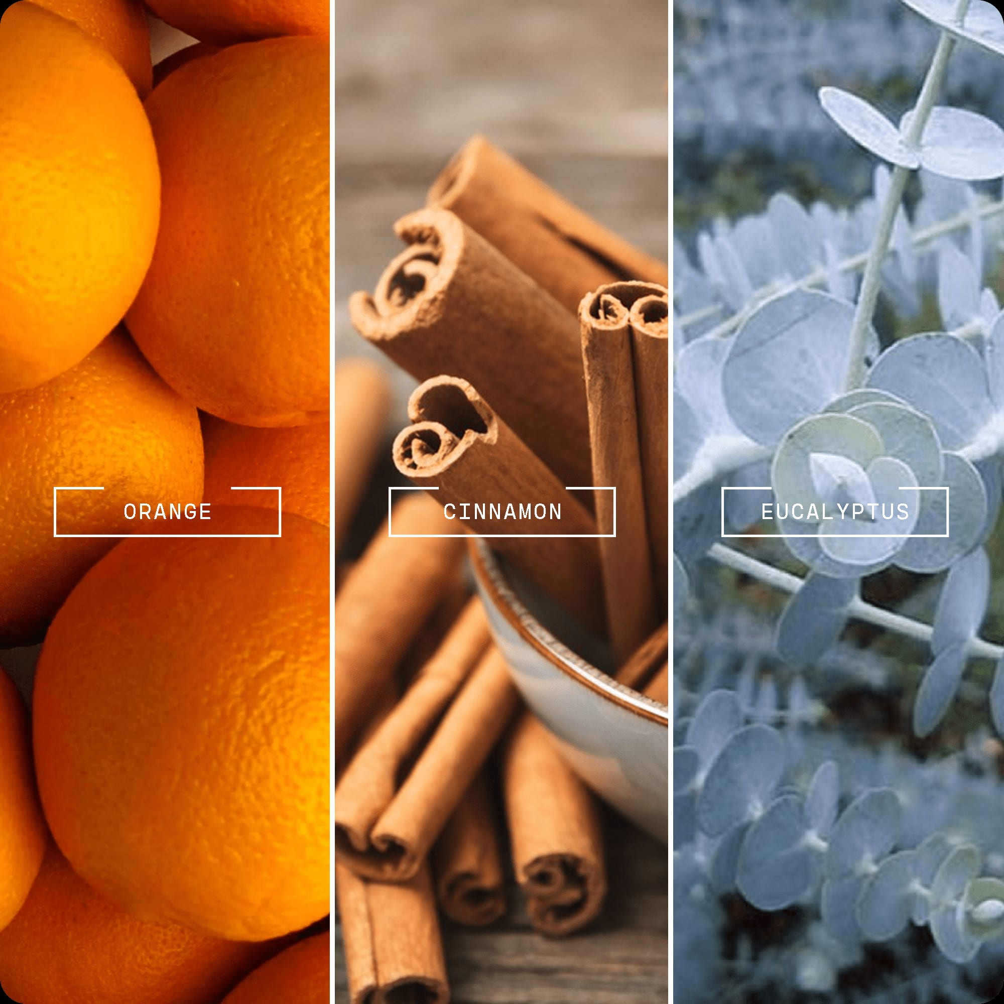 Immune Boost (20ml) - Magnifiscent