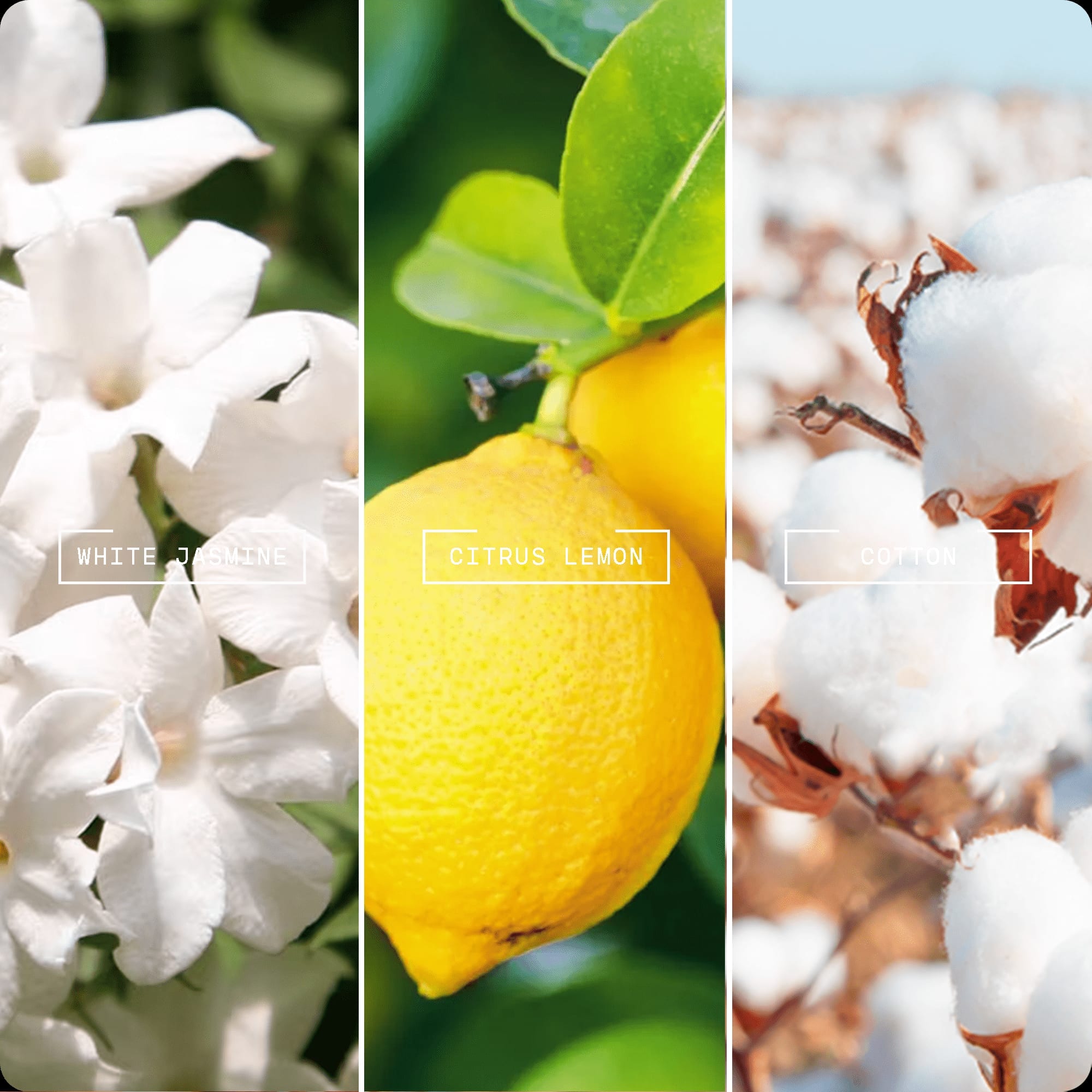 Linen Fresh - Magnifiscent