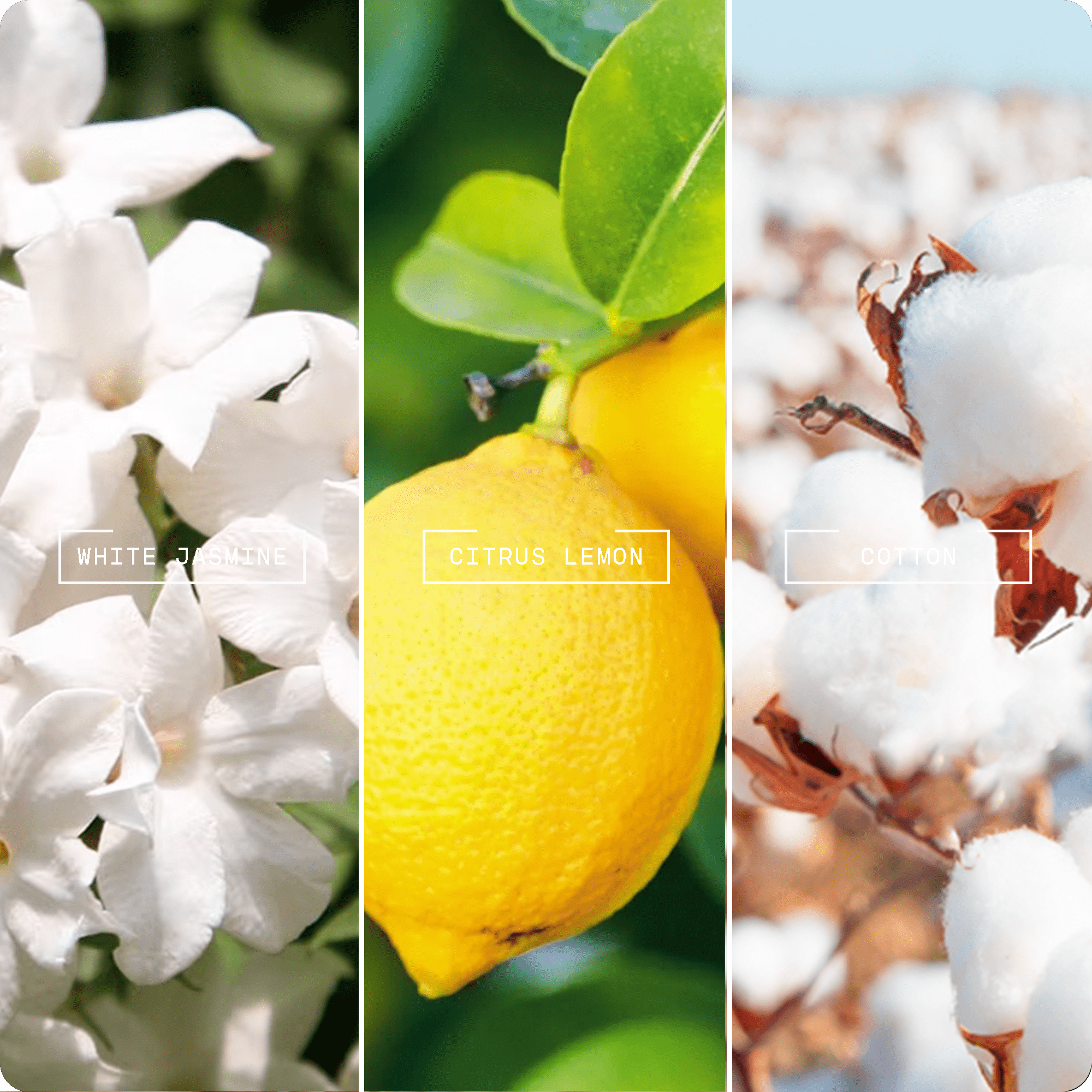 Linen Fresh Reed Diffuser - Magnifiscent