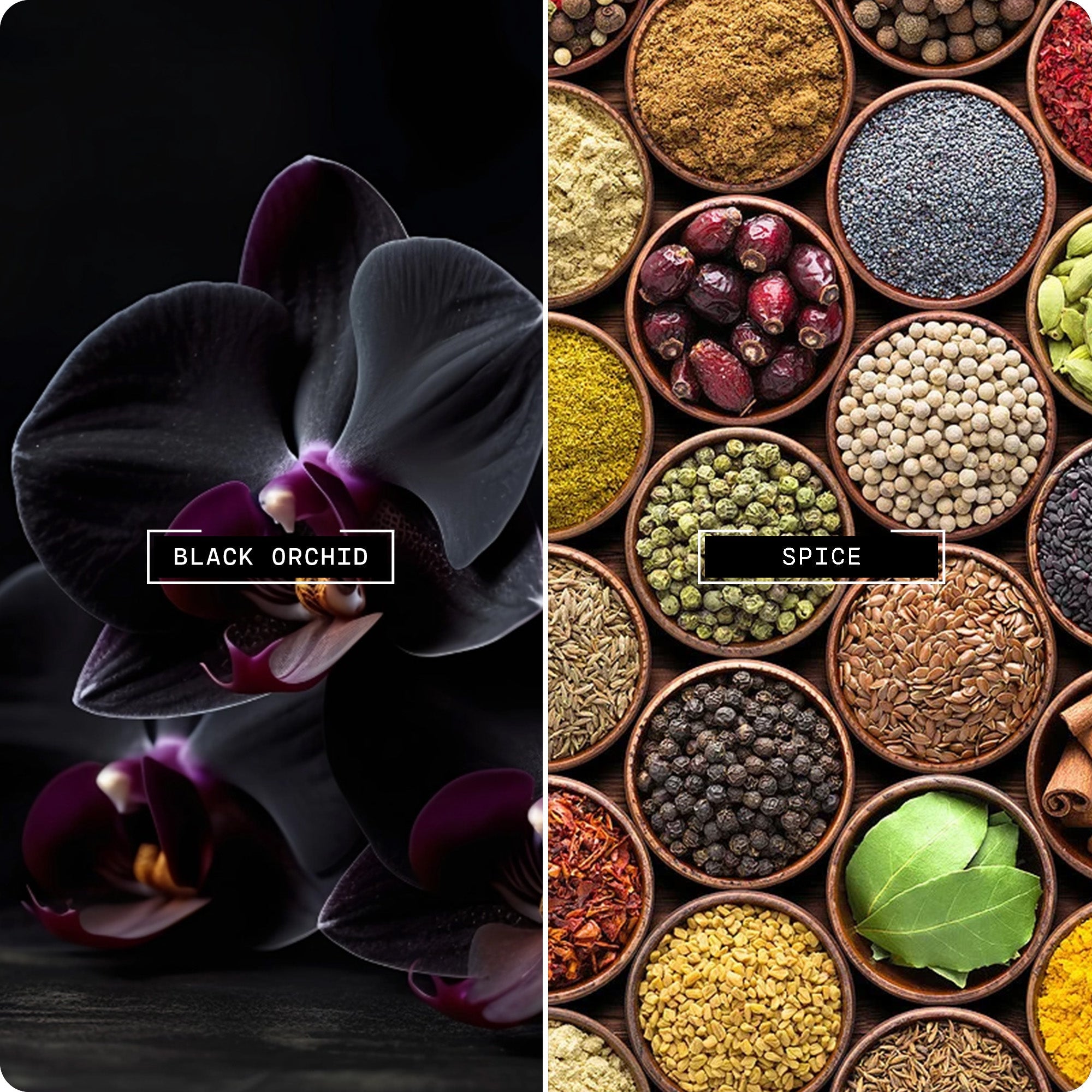 Noir Orchid (20ml) - Magnifiscent