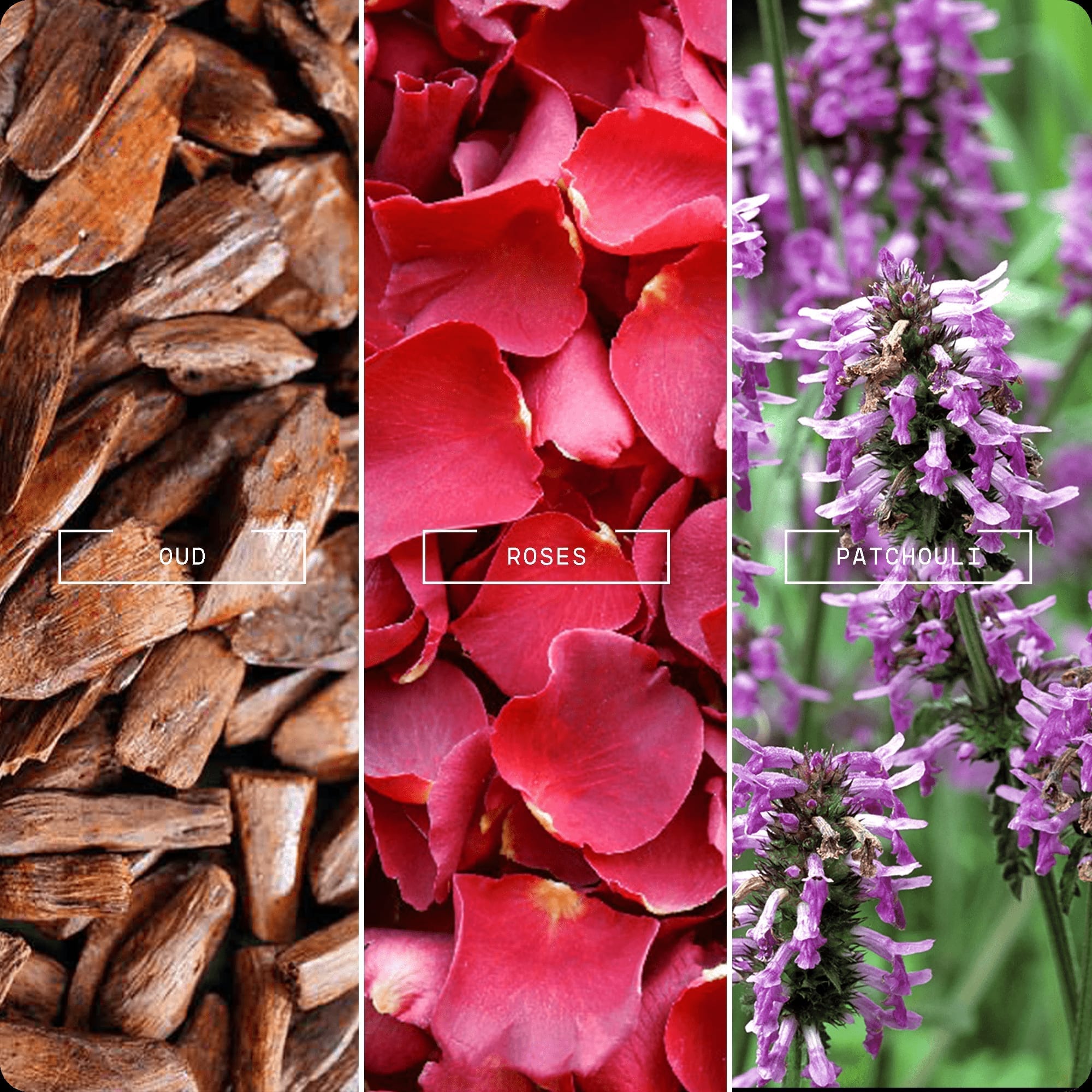 Noir Oud - Magnifiscent