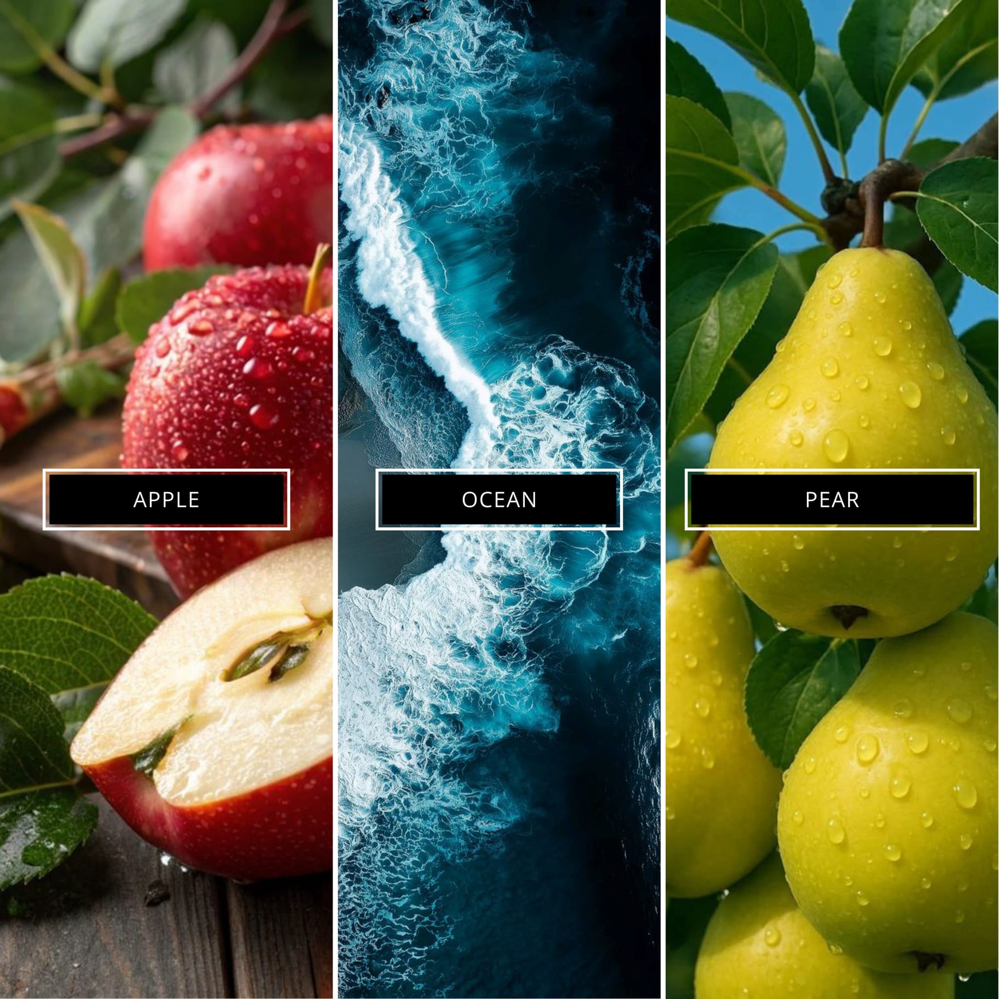 Ocean - Magnifiscent