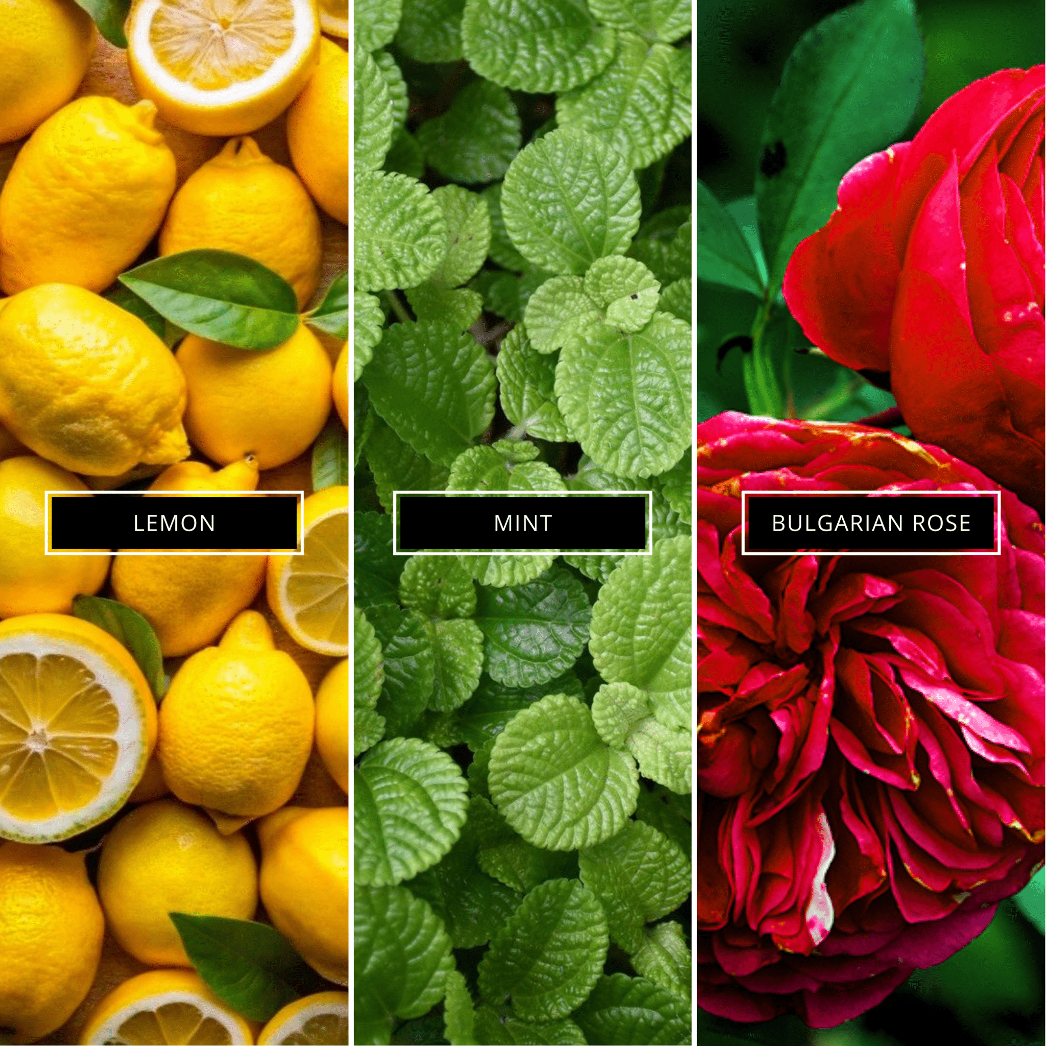 Red Roses - Magnifiscent