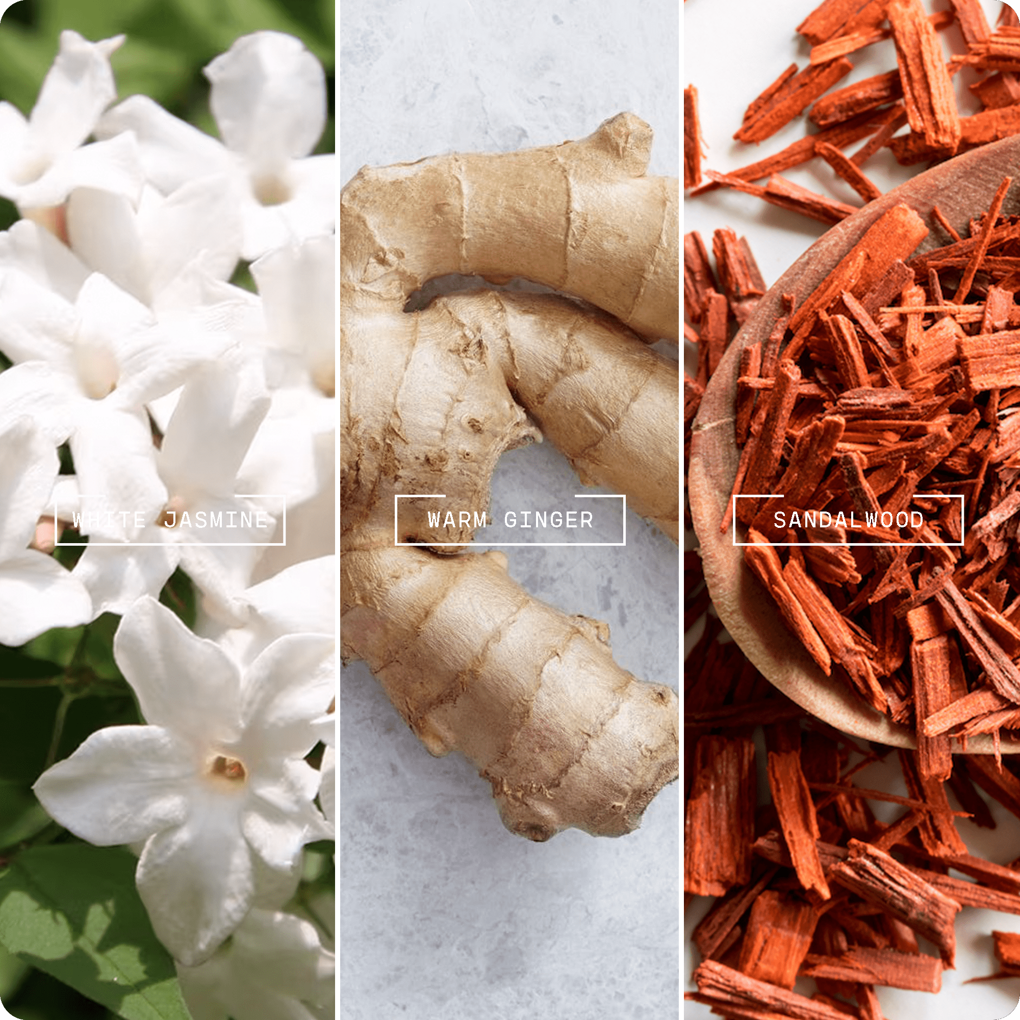 Tranquil Oasis (20ml) - Magnifiscent