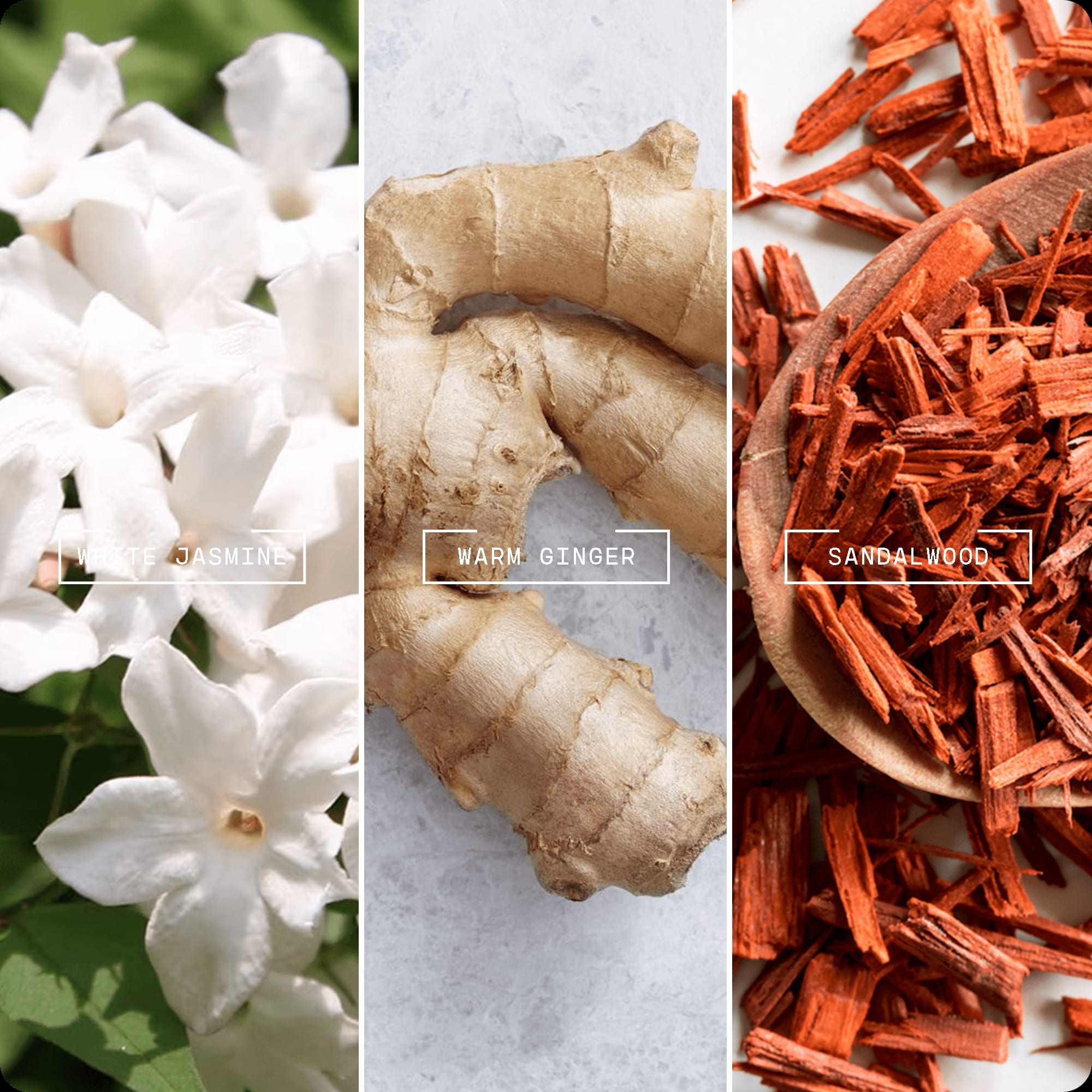 Tranquil Oasis - Magnifiscent