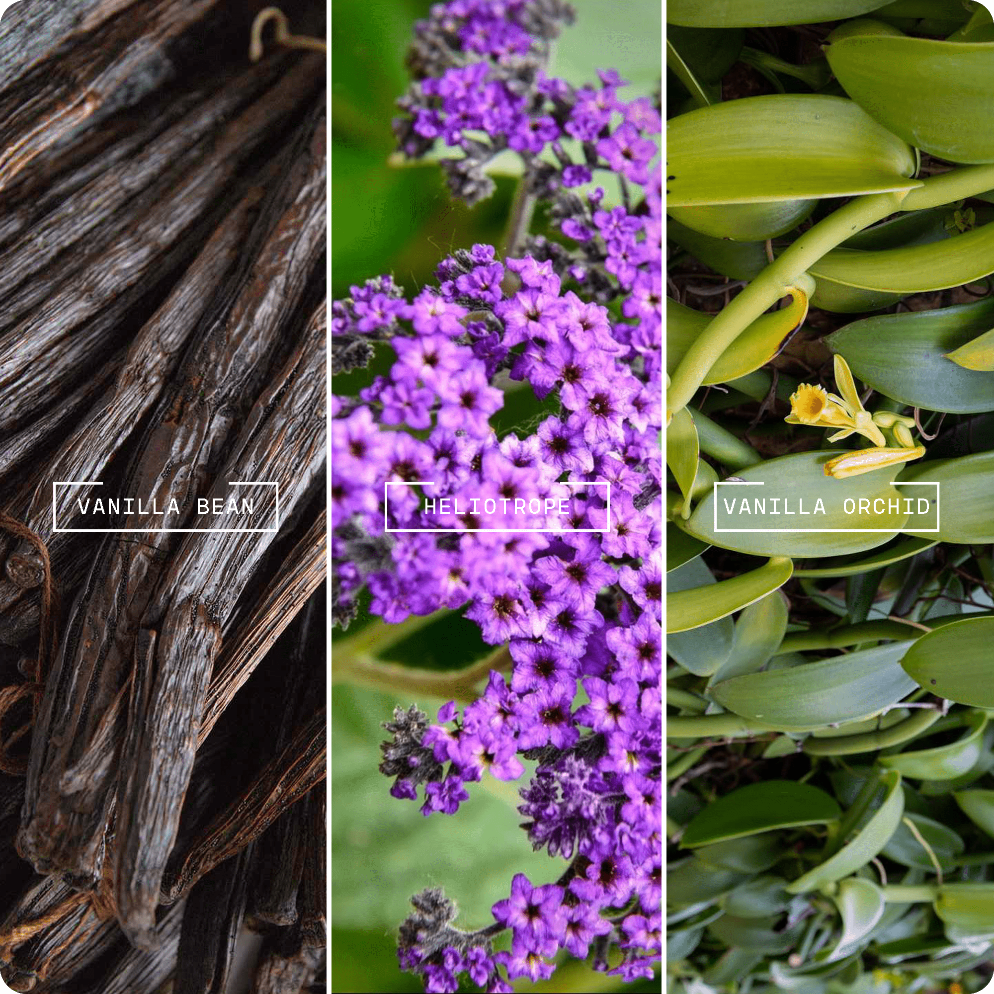 Velvet Vanilla (20ml) - Magnifiscent