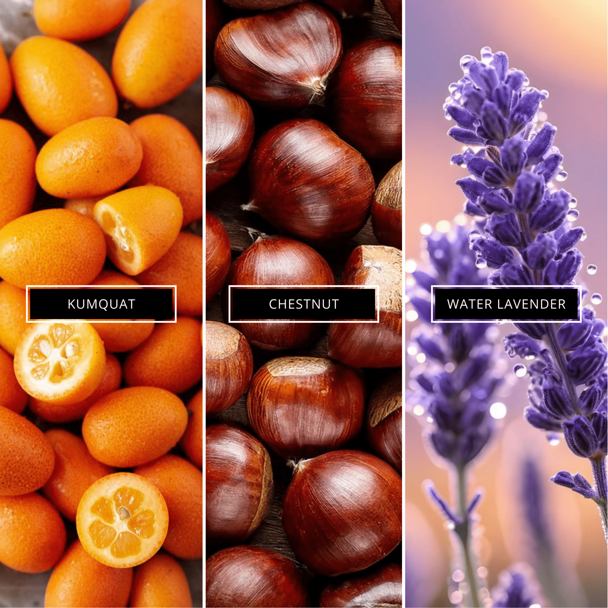 Whispering Bay - Magnifiscent