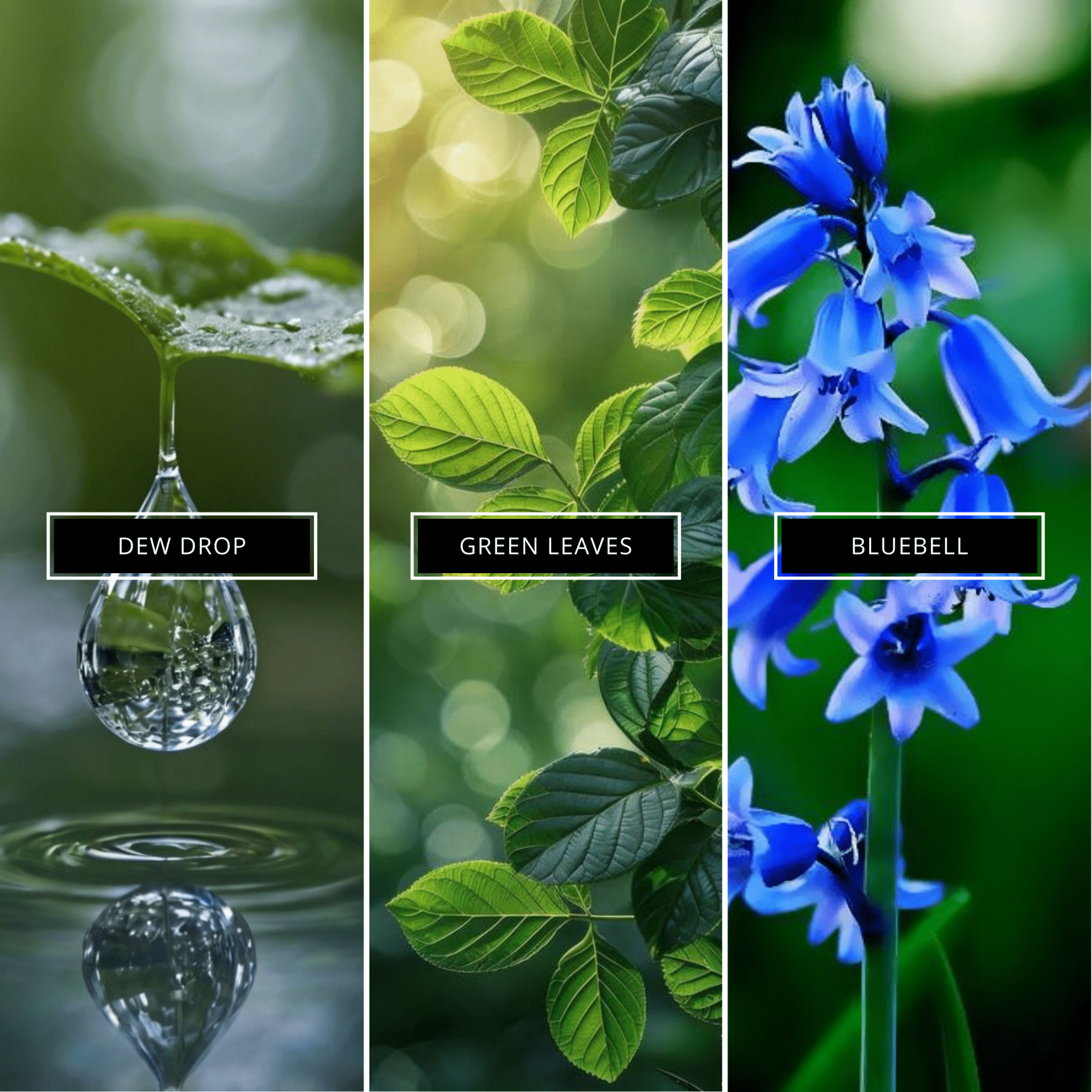 Wild Bluebell - Magnifiscent