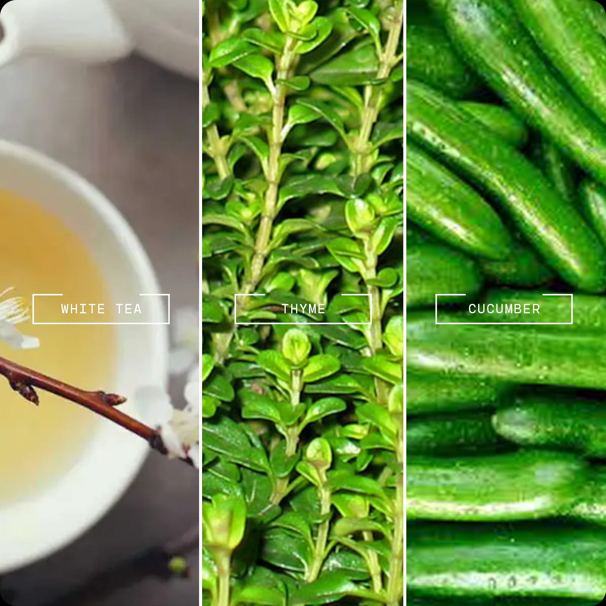 Opulent Escape by Magnifiscent