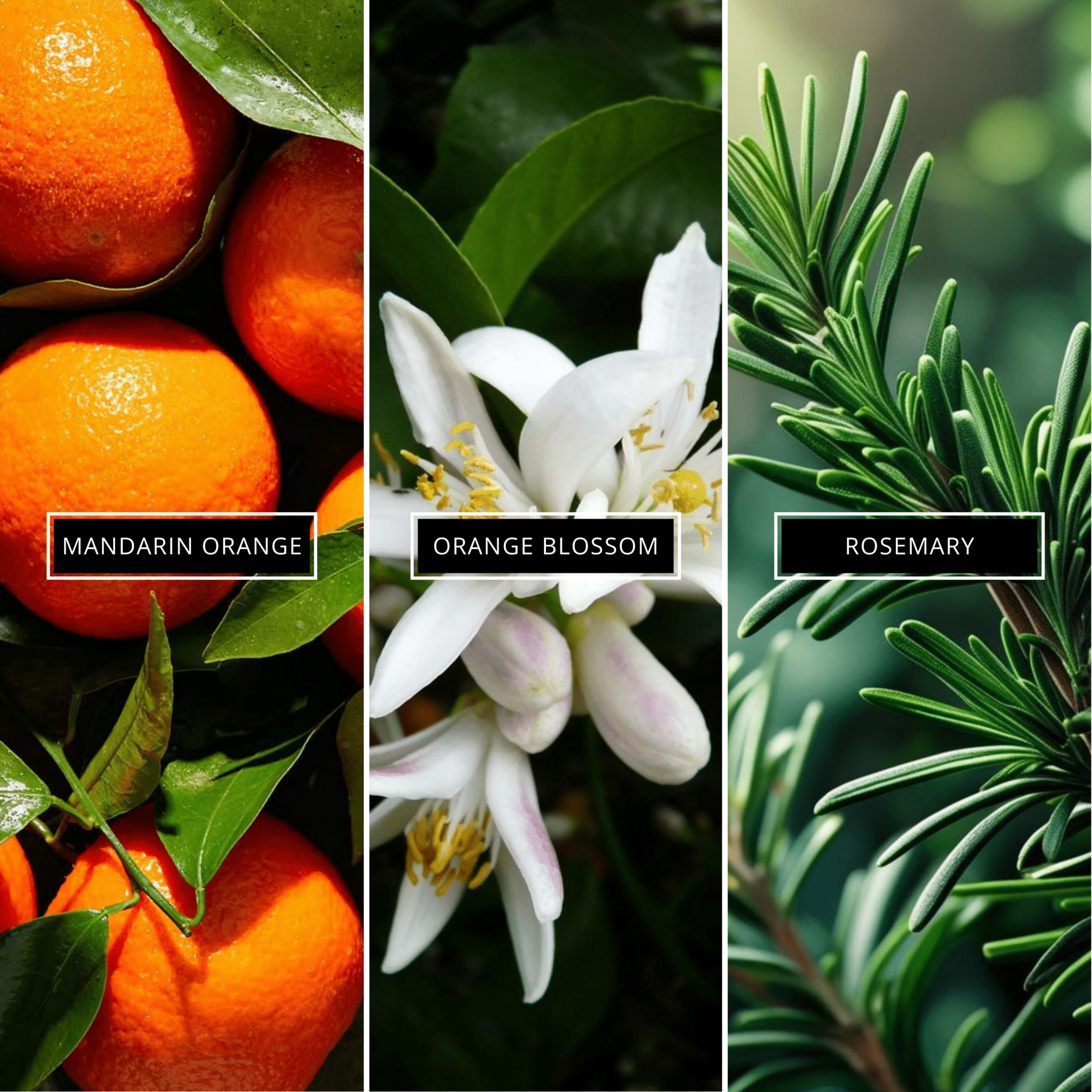 Ancient Dragon - Magnifiscent