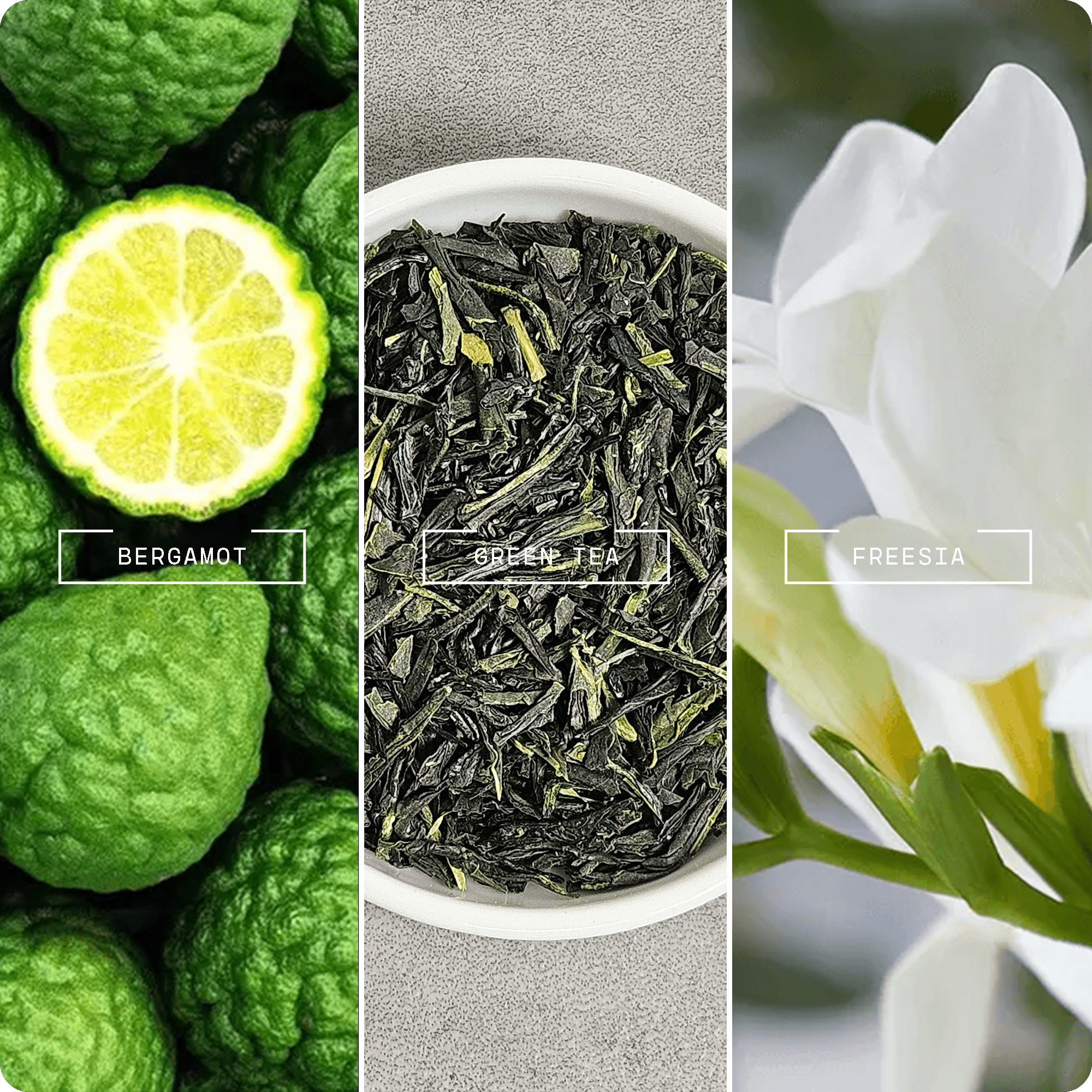 Elegant Retreat (20ml) - Magnifiscent