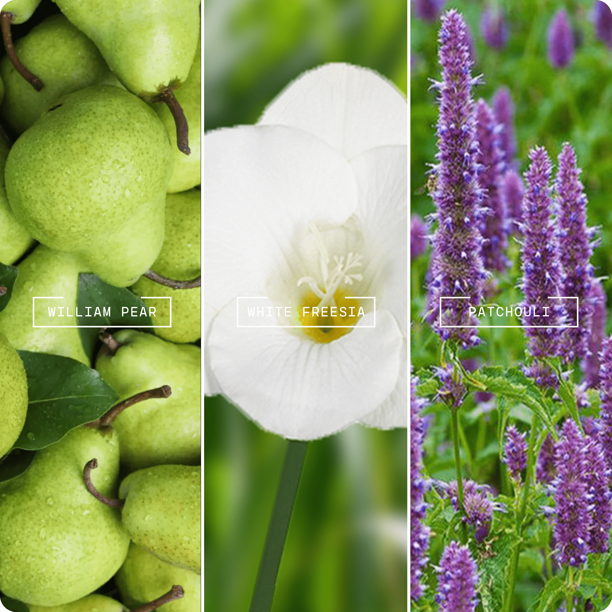 English Pear & Freesia (20ml) - Magnifiscent