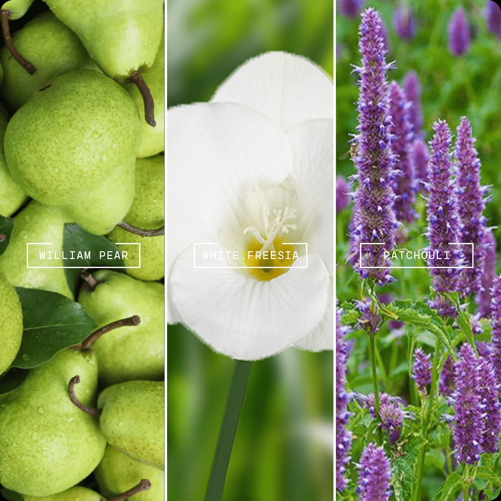 English Pear & Freesia | Luxury Fragrance Oil | Magnifiscent