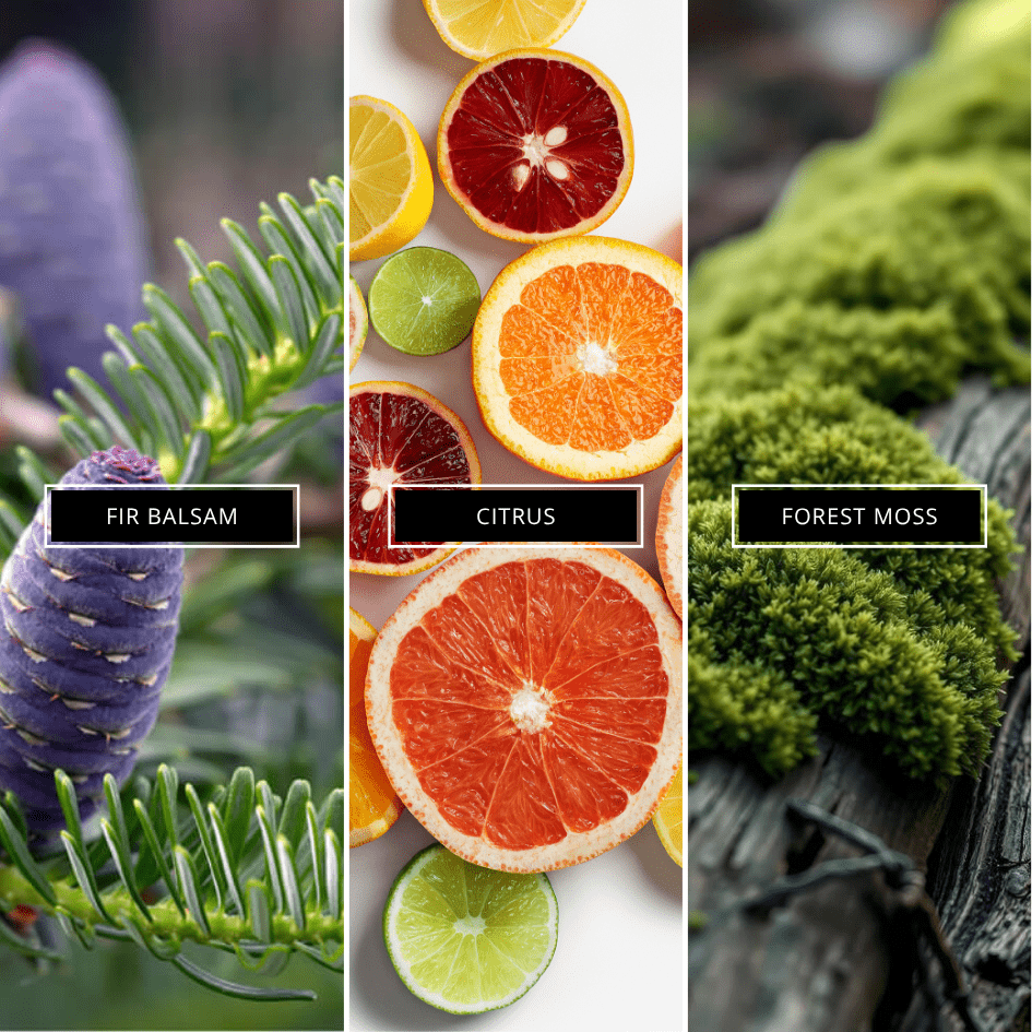 Frosty Forest - Limited Edition - Magnifiscent