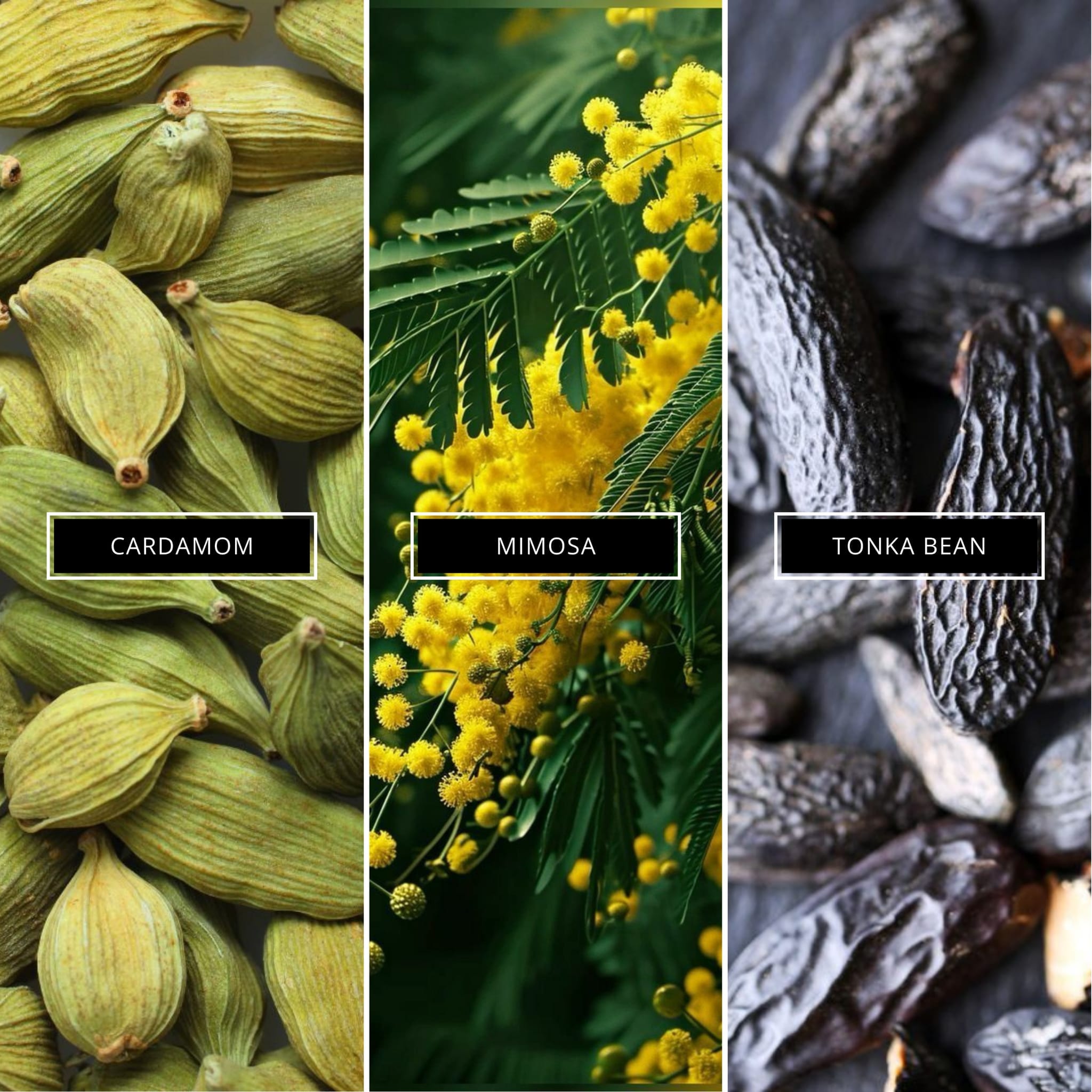 Mimosa & Cardamom - Magnifiscent