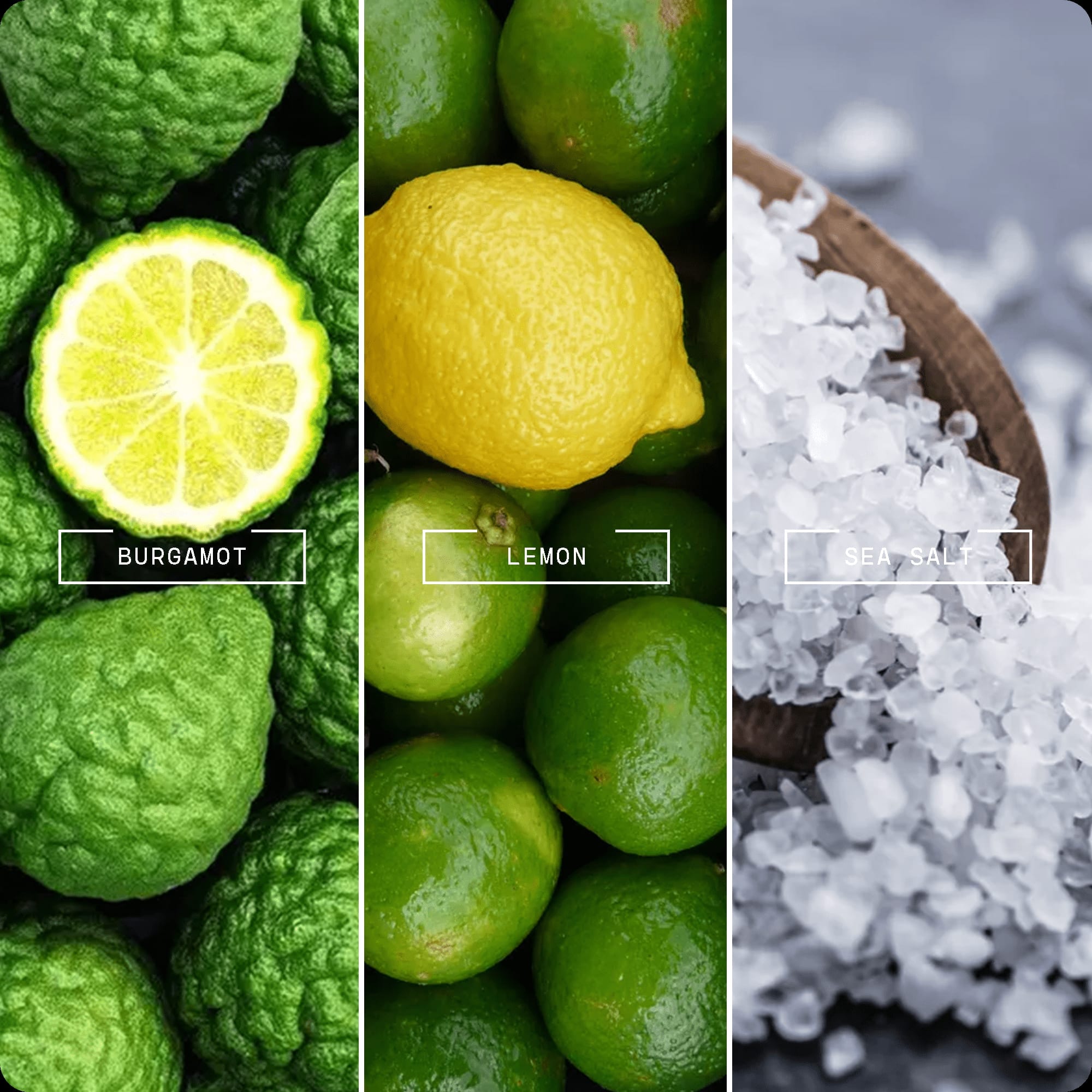 Rain - Kissed Garden - Magnifiscent