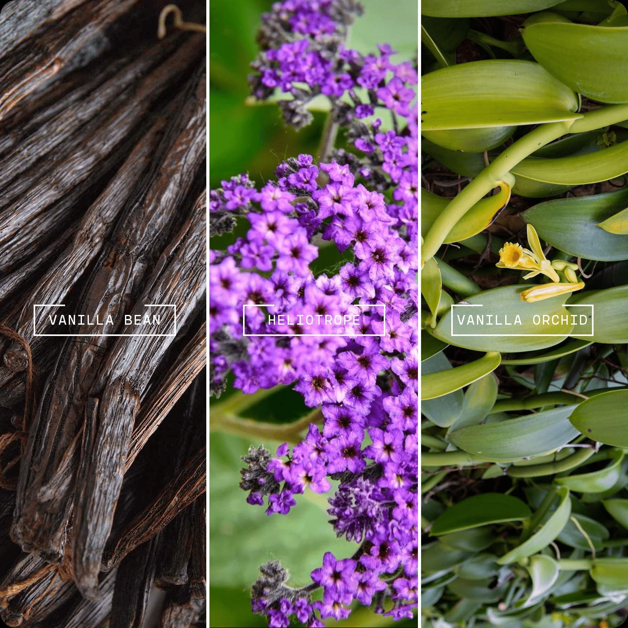 Velvet Vanilla Reed Diffuser - Magnifiscent